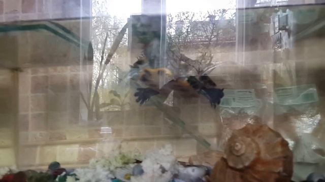 Красноухая черепаха охотится за рыбкой. смотреть онлайн