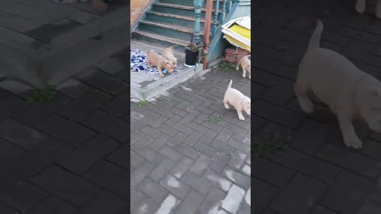 щенки американского булли и бигли. 8-927-277-24-37 питомник Стелла Фиделис #puppy, #собаки, #щенок, смотреть онлайн