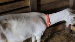 Истощение козы. Что делать?