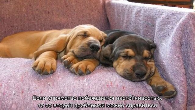 Бладхаунд (собака гончая): описание породы смотреть онлайн