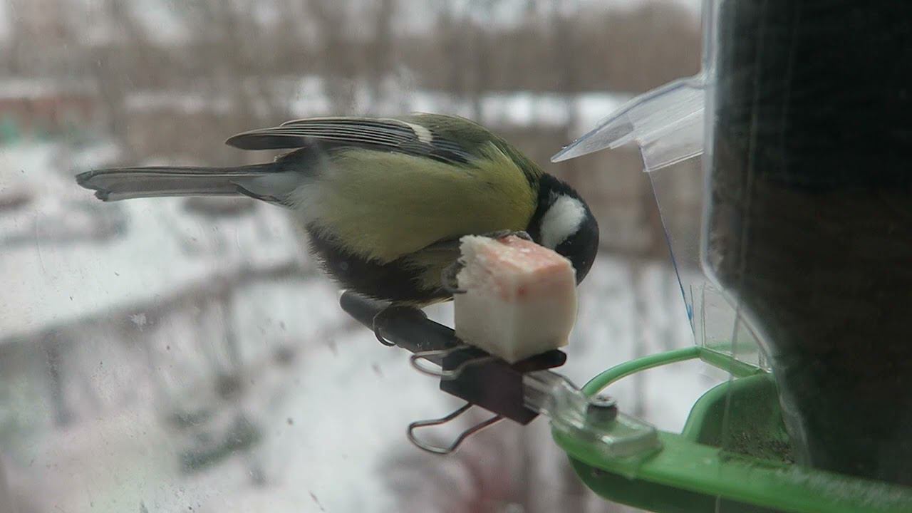 Любители сала смотреть онлайн