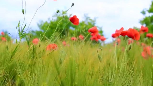 Музыка для души смотреть онлайн