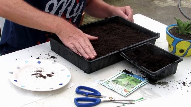 How to grow Holy Basil (Tulsi) from seed смотреть онлайн