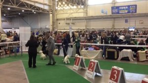 23.04.2016 FCI-CACIB «Золотые ворота»  класс юниоры
