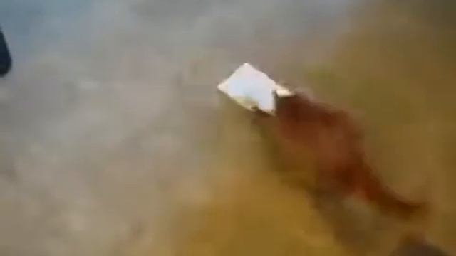 У кота день рождения The cat's birthday смотреть онлайн