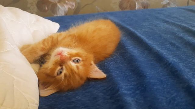 Жизнь рыжего кота Лёвы / Кого котёнок выбрал для себя хозяина ? смотреть онлайн