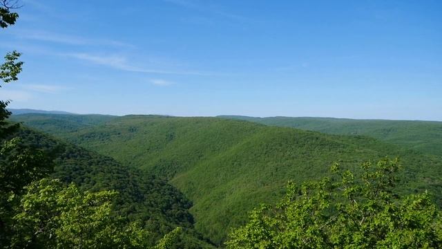 Грачи - первые птицы Весны