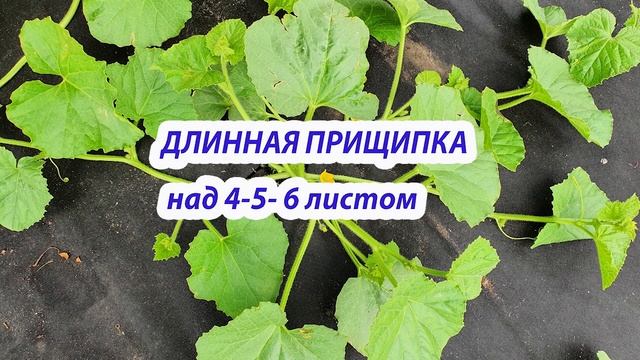 ДЫНИ.Июль.Формирование,подкормка,полив,защита от вредителей смотреть онлайн