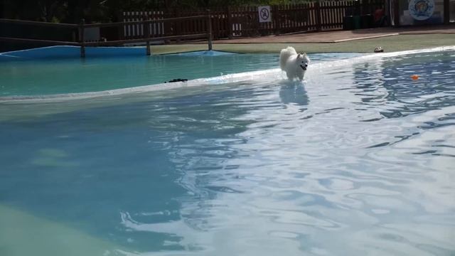 VLOG День Рождения Луны в собачьем аквапарке смотреть онлайн