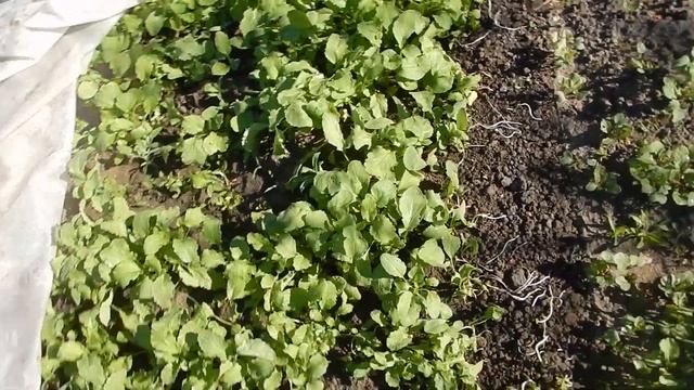 Белое агроволокно на грядке - это очень просто и эффективно смотреть онлайн