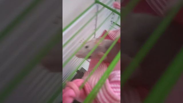 что должно быть и что нужно знать перед покупкой крысок✨ смотреть онлайн