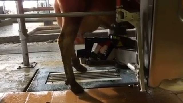 Доильный робот Лели: Доение коров породы Джерси с помощью робота Lely A4 (Трансфэр)