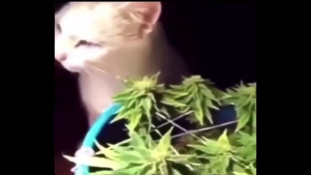 кошка каноплянка. смотреть онлайн