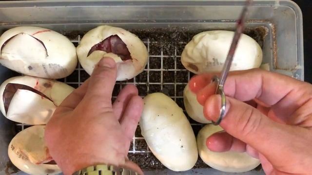 BANANA Het Lavender Albino Ball Python X LAVENDER ALBINO Egg Cutting Video 2020 PART1. смотреть онлайн