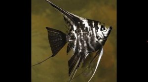 Виды скалярий !!!