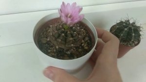 Восстал из мёртвых. Кактус засох, что делать?