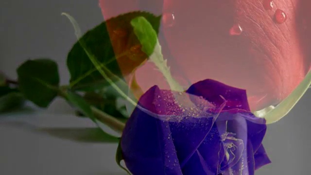 Frankie Miller - The Rose смотреть онлайн