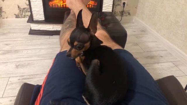 Русский Той Терьер, ответы на вопросы. смотреть онлайн