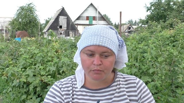 Дегустация жимолости смотреть онлайн