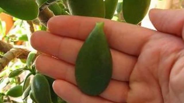 Денежное дерево ЗАБОЛЕЛО. Болезни и способы лечения Толстянки! смотреть онлайн