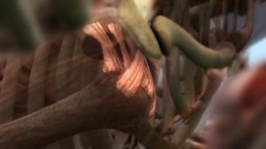 Тело человека Грани возможного СИЛА МЫШЦ