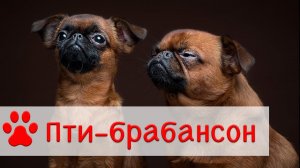 Пти - Брабансон | Собака породы Брабантский гриффон