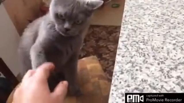 Кошка с характером.) смотреть онлайн