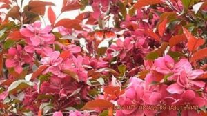 Яблоня декоративная Хелена (malus) ? яблоня Хелена обзор: как сажать саженцы яблони Хелена