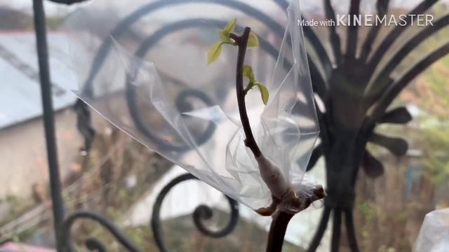 Жаз алды Бугенвиллеяны кыйыштыруу | Биздин оранжерея смотреть онлайн