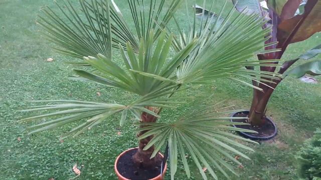 Nowa palma w kolekcji Trachycarpus Fortunei смотреть онлайн