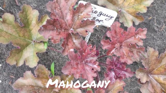 Гейхера сорт Mahogany