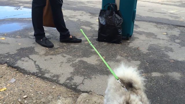 Щенок шпица смотреть онлайн