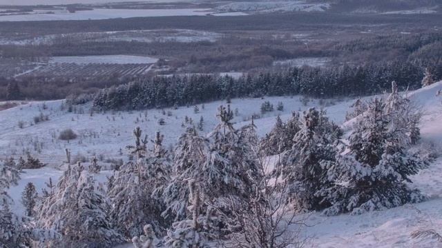 Дикие кадры. Снегири, свиристели и красивый зимний лес. смотреть онлайн