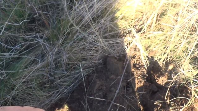 коп в Донбассе! джек  пот золотая печатка 583 пробы СССР