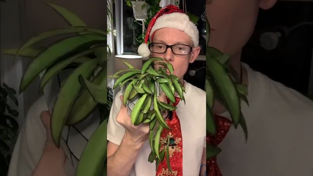 My Favorite Plant смотреть онлайн