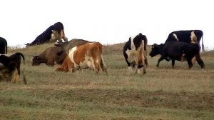 Коровы - Видео для детей и взрослых