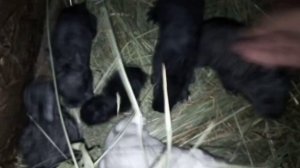 Мои ушастики. 20.07.22 год.mp4