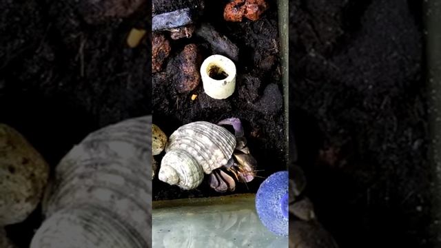 Краб-отшельник ribdom.ru смотреть онлайн