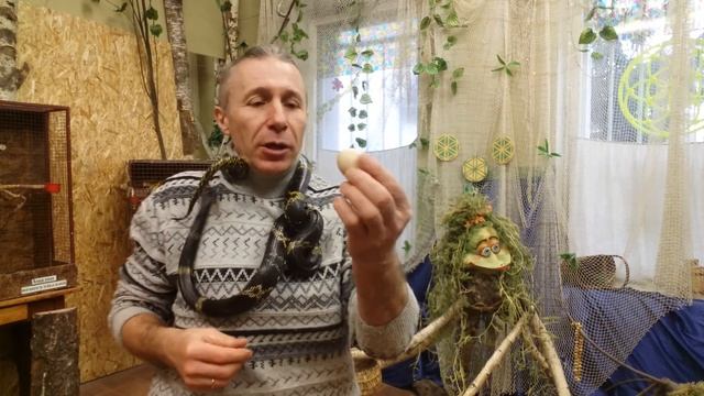 Как амурский полоз проглатывает яйца