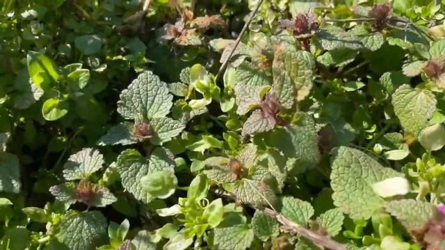 Яснотка полезные свойства и применение