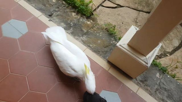 Wild cockatoo chases my shoe and gets dragged along! смотреть онлайн