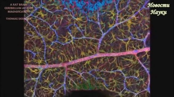 Жизнь под микроскопом.