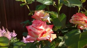 Роза Императрица Фарах (Imperatrice Farah). Цветение 2022???