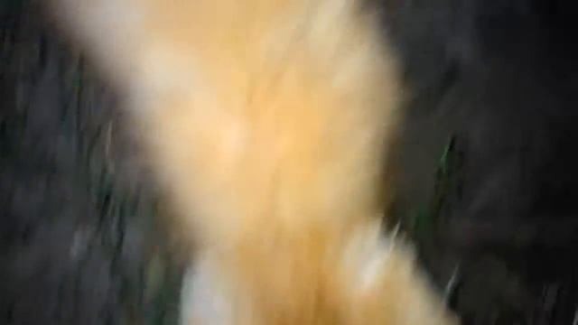 Рыжий котенок Шекель смотреть онлайн