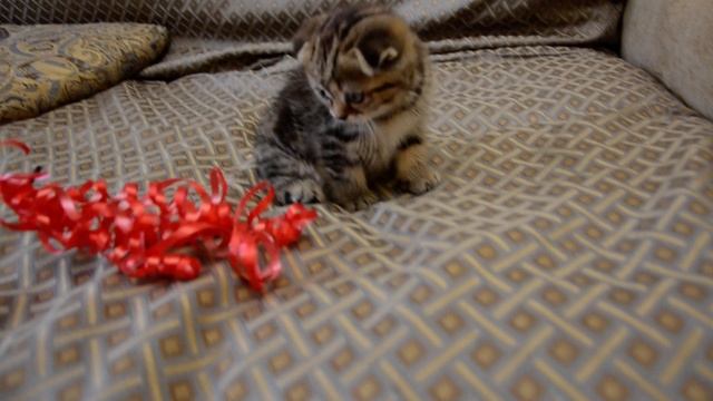 ВЛОГ котенок пьет молоко из бутылочки смотреть онлайн