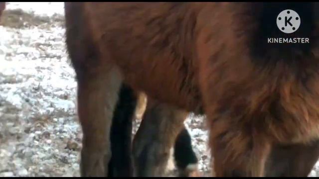 Продажа лошадей