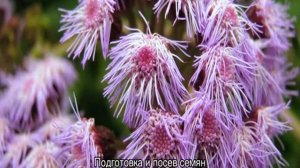 Посконник пурпурный — посадка и уход