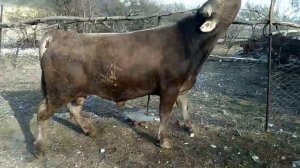 Бык Швицкой породы