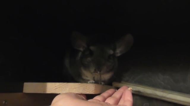 Очень злая шиншилла/Шиншилла ругается/Шиншилла кричит/Звуки шиншиллы/Шиншилла злится смотреть онлайн