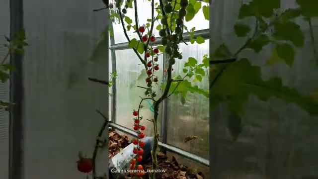 📍Обзор ЧЕРРИ - Summer Sun, Iva's Red Berry, Финик смотреть онлайн